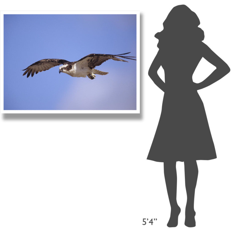 "Osprey flying, North America" Digital Paper Print by Tim Fitzharris, 42"x32"