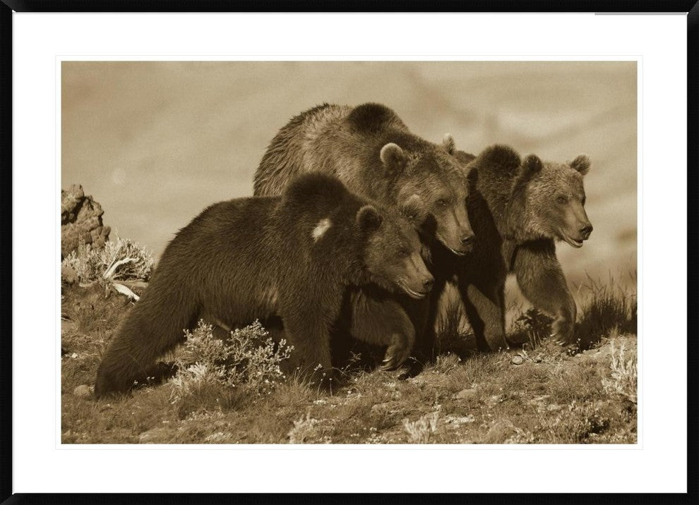 Grizzly Bear Mother With Two One Year Old Cubs, North America, 42"x30"