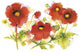 "Flores Rojas VI" Digital Paper Print by Shirley Novak, 62"x42"