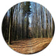 Fall Forest In Sunlight And Shadows, Forest Disc Metal Artwork, 36"
