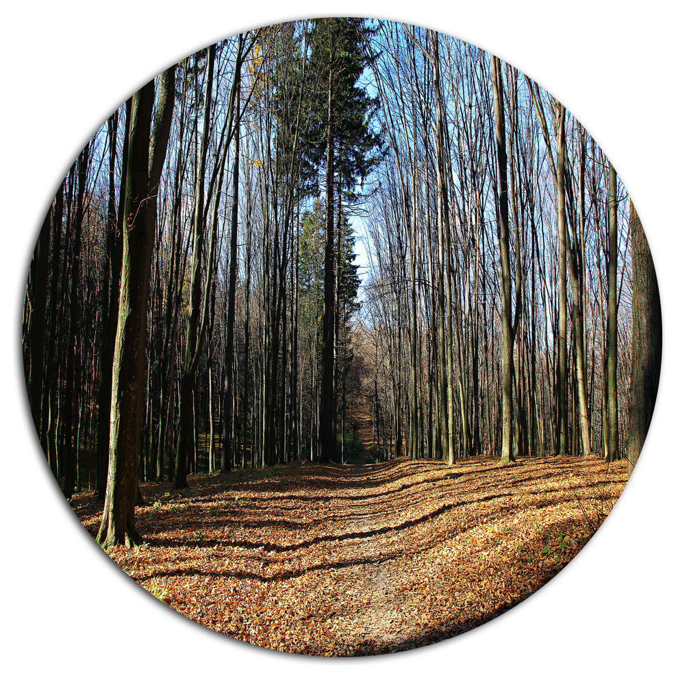 Fall Forest In Sunlight And Shadows, Forest Disc Metal Artwork, 36"