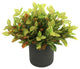 Creative Displays Outdoor Croton Bush Arrangement in a Fiberstone Pot