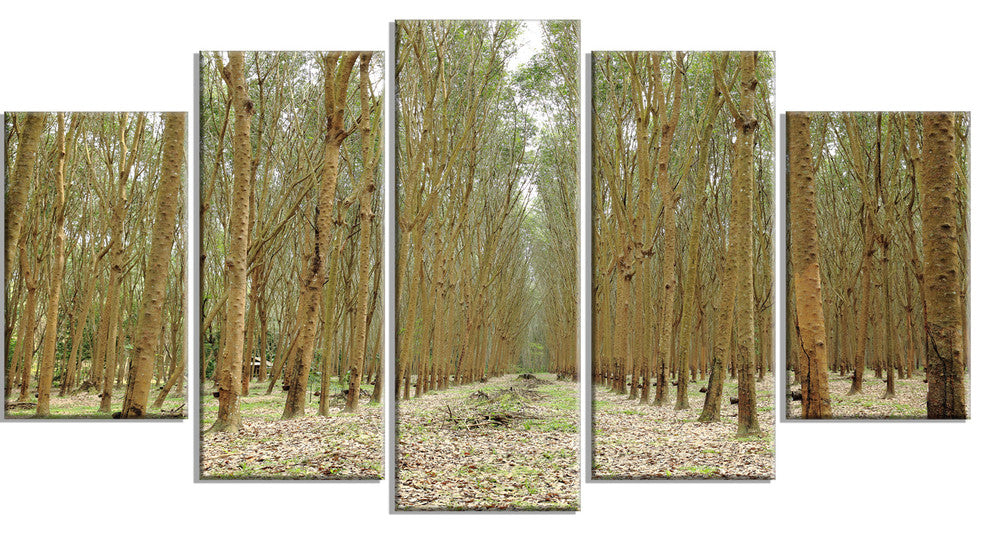 Rubber Trees Row in Thailand, Modern Forest Canvas Art, 60"x32", 5 Panels