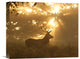 "Ghost Of The Forest" Stretched Canvas Giclee by Greg Morgan, 16"x13"
