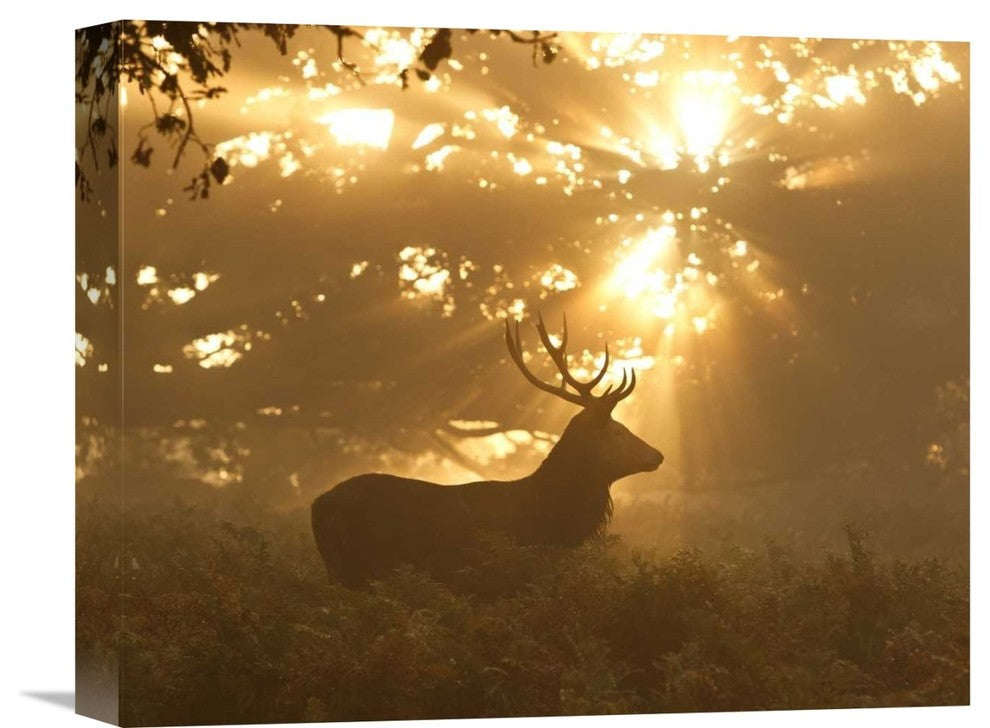 "Ghost Of The Forest" Stretched Canvas Giclee by Greg Morgan, 16"x13"