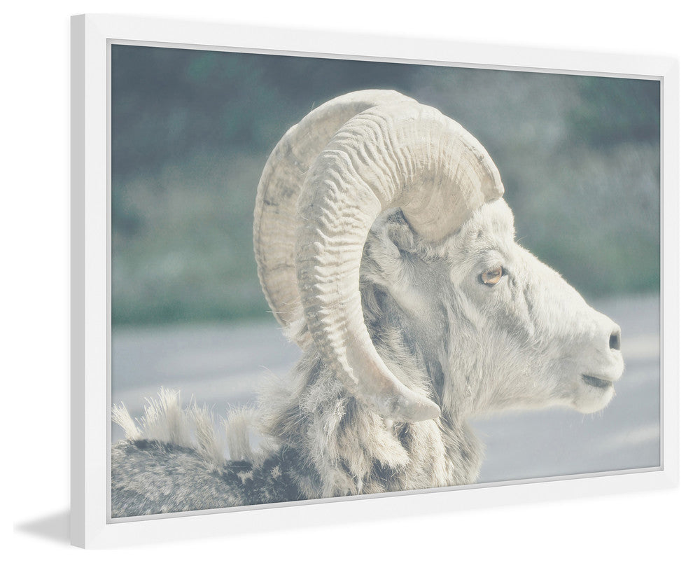 Marmont Hill, "White Curled Horns" Framed Painting Print, 45x30