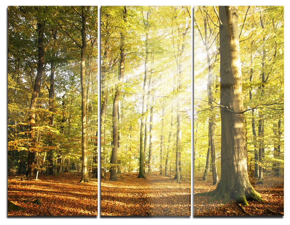 "Sun Rays Hitting Forest" Photo Metal Wall Art, 3 Panels, 36"x28"