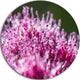 Pink Little Flowers Close-Up View, Floral Disc Metal Artwork, 11"