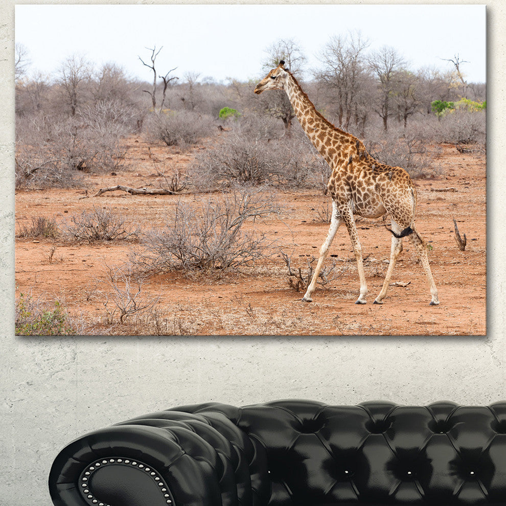 Giraffe Walking through African Forest, Animal Canvas Art Print, 40"x30"