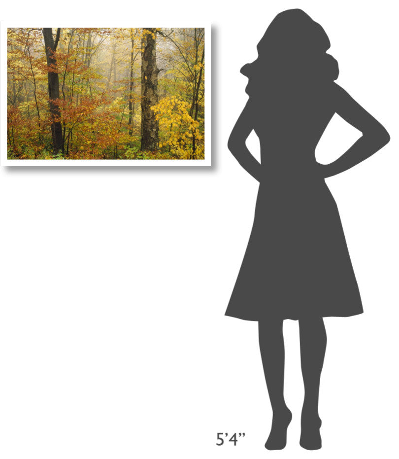 "Mixed deciduous forest in autumn, Mill Brook, Vermont" Paper Art, 32"x22"