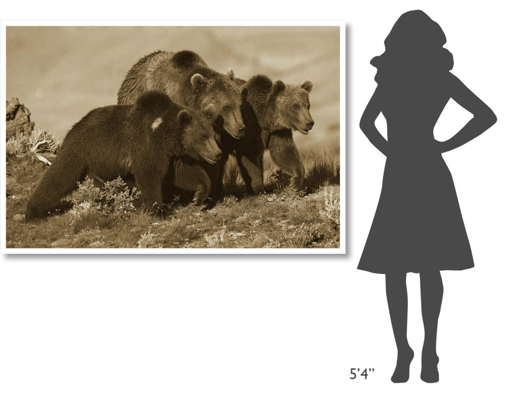 "Grizzly Bear mother with 1 year old cubs, North America" Paper Art, 62"x42"