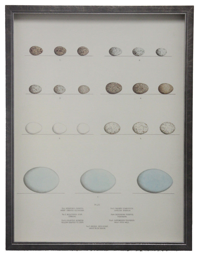 Bird Eggs Plate LIV, Pewter Shadowbox