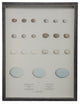 Bird Eggs Plate LIV, Pewter Shadowbox