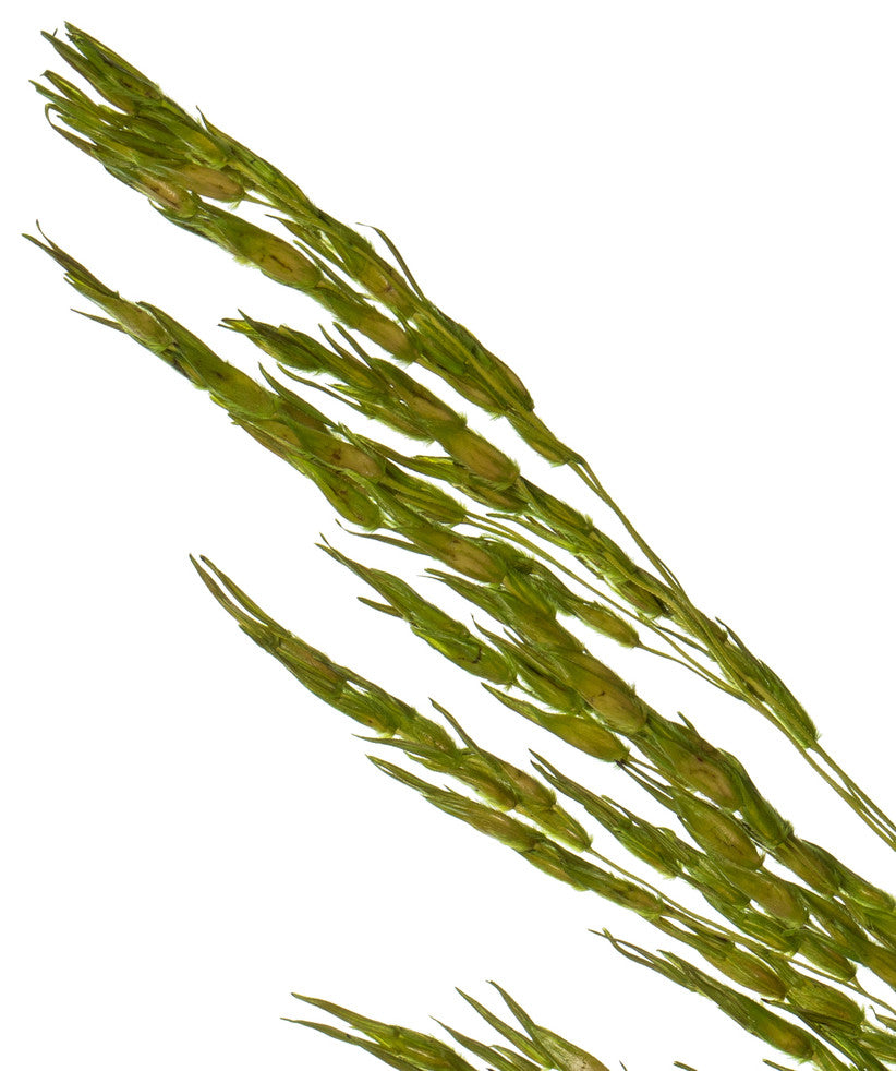 Vickerman H2CGR150 36 Green Congo Grass, 8 oz Bundle, Dried