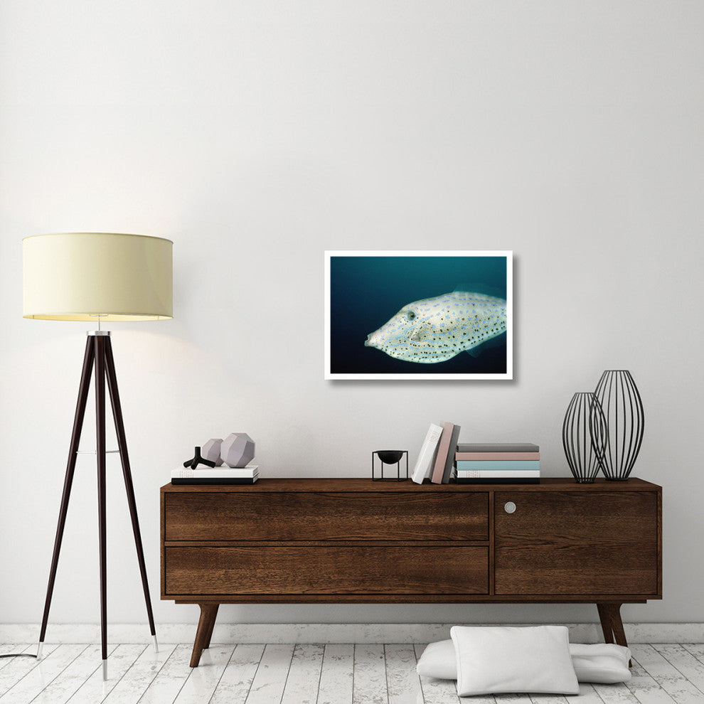 Scrawled Filefish Portrait Off Of Cocos Island Costa Rica-paper Art