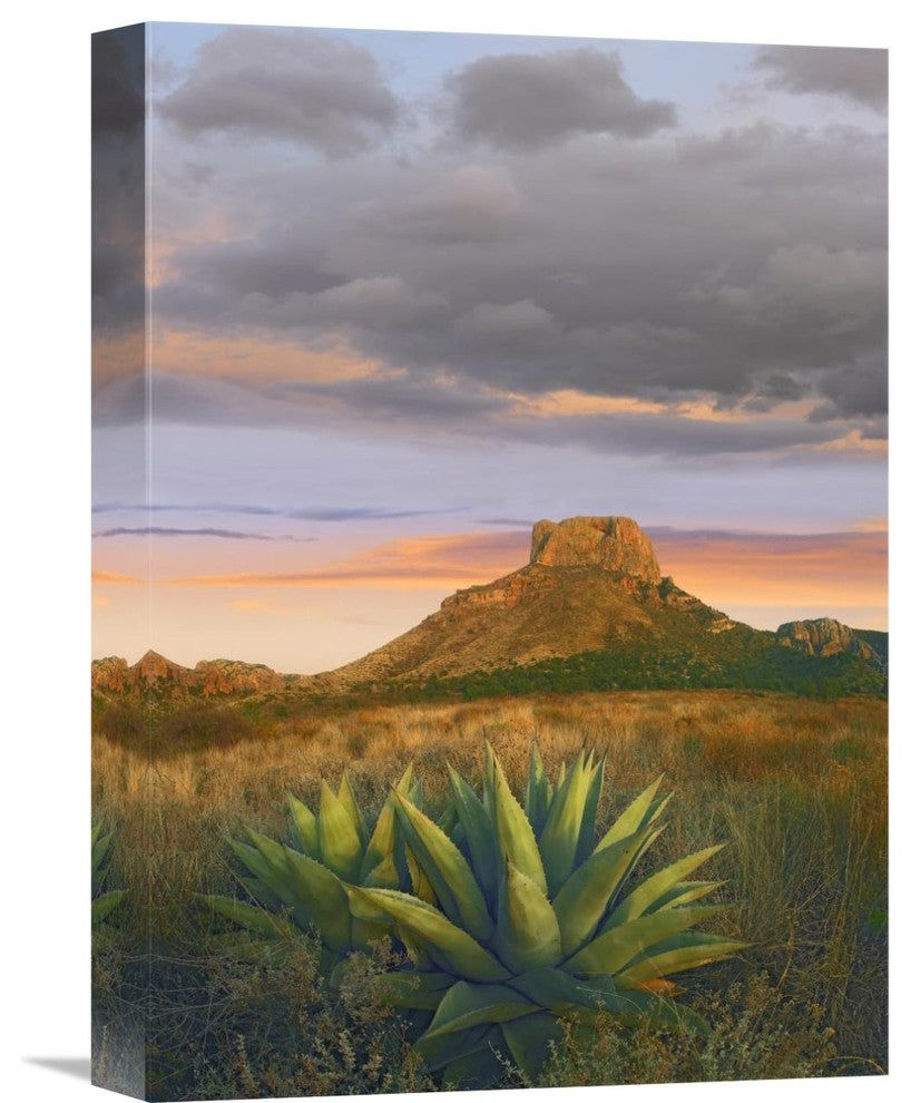 "Lechuguilla Agave And  Casa Grande, Big Bend National Park, Texas" Artwork