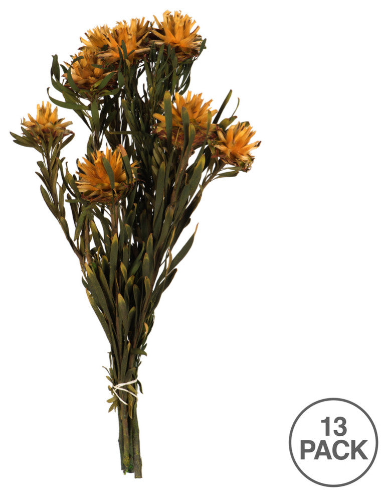 Vickerman 8-20" Plumosum Bundle, Preserved, Autumn
