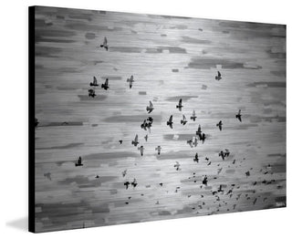 "Birds in Flight" Print on Brushed Aluminum, 60"x40"