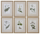 Uttermost Green Floral Botanical Study Prints S/6