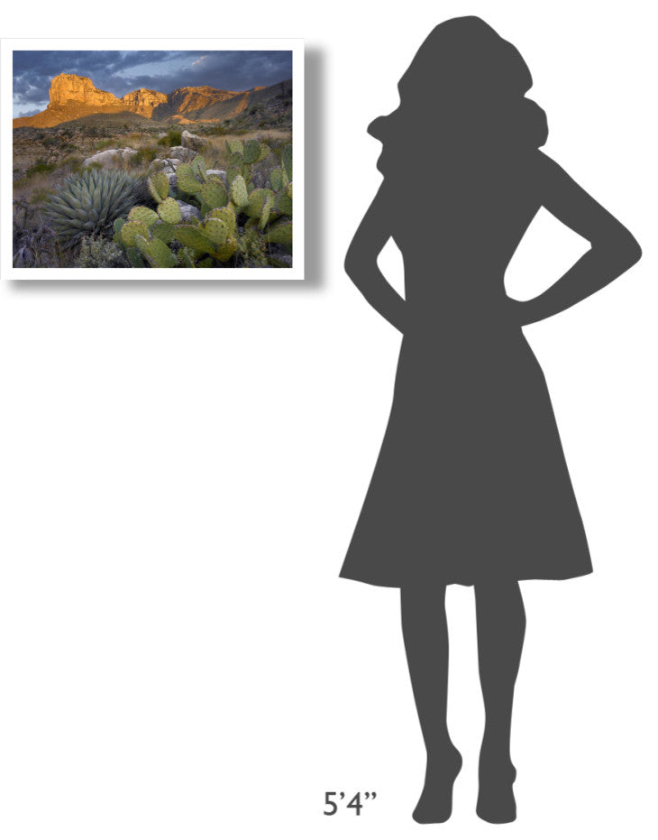 "Opuntia cactus and Agave, Guadalupe Mountains National Park" Paper Art, 26"x20"