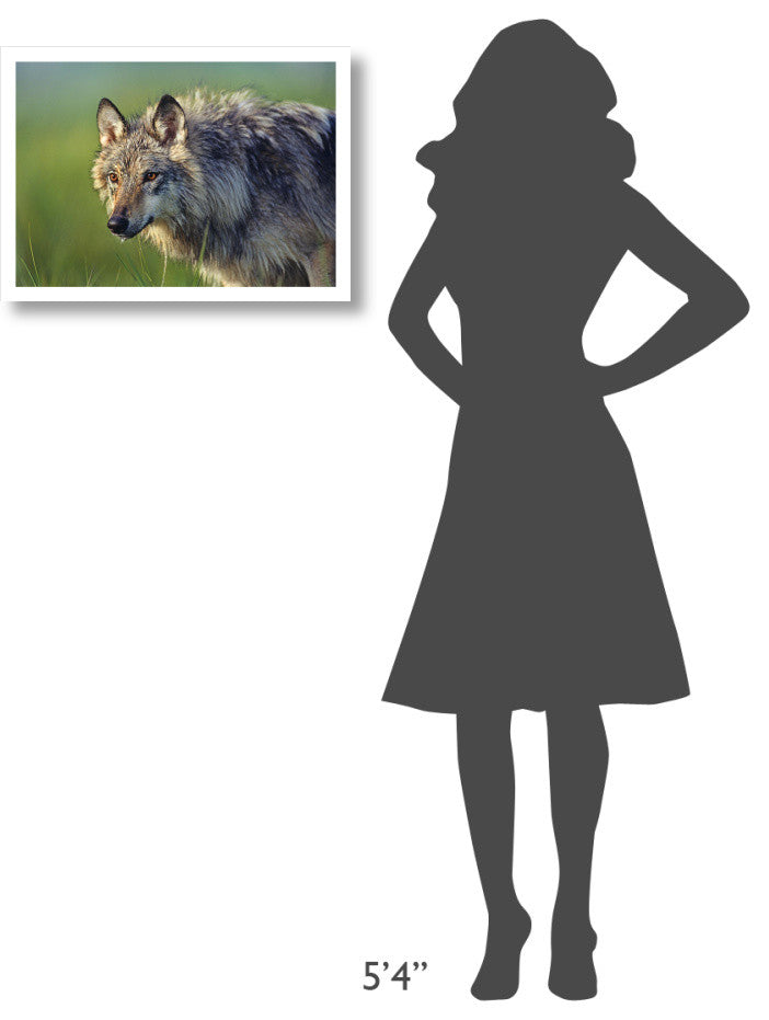 "Gray Wolf, native to North America" Paper Print by Tim Fitzharris, 24"x17"