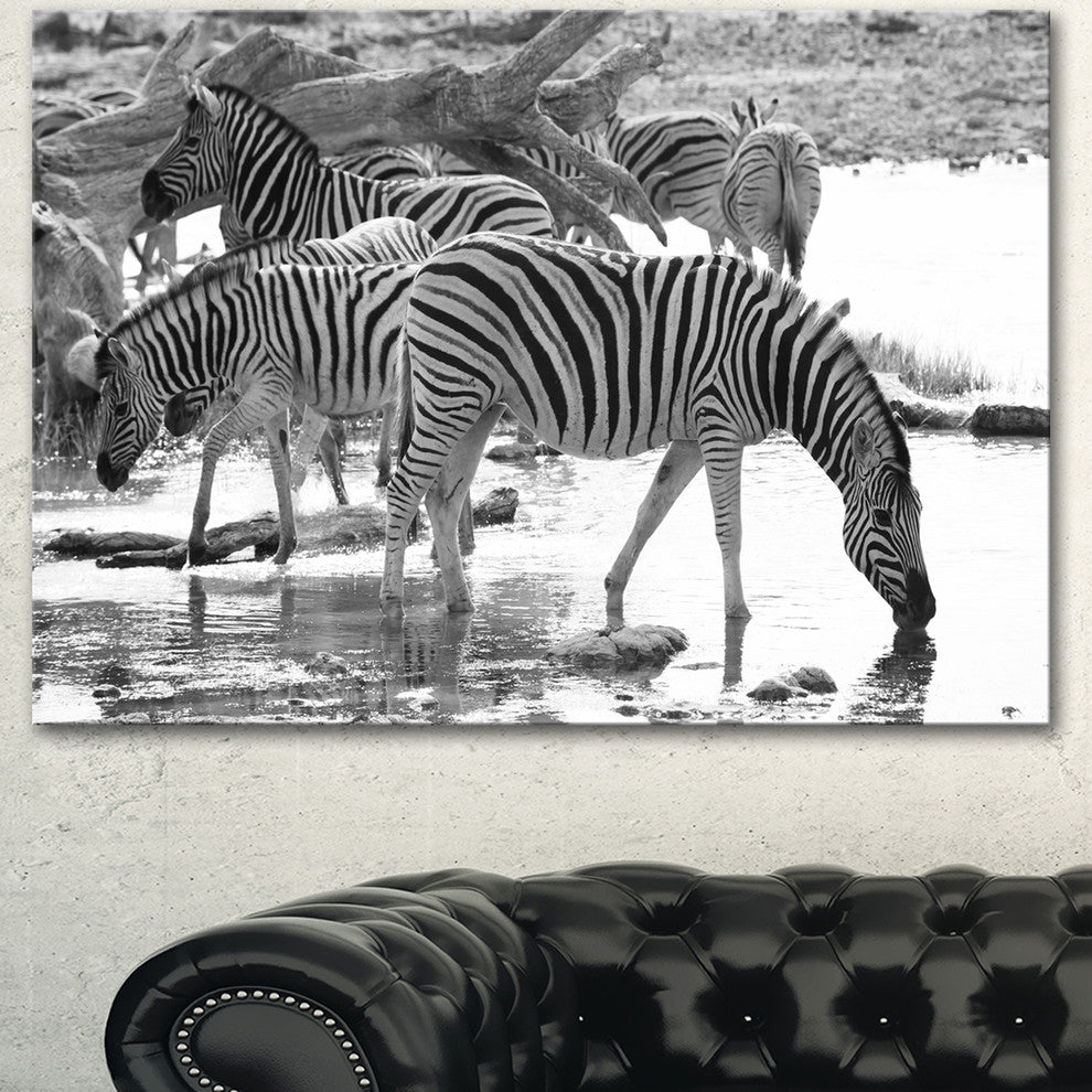 Herd of Zebra Black and White, African Canvas Art Print, 40"x30"