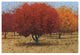 "Orange Trees II" Digital Paper Print by James Wiens, 50"x34"