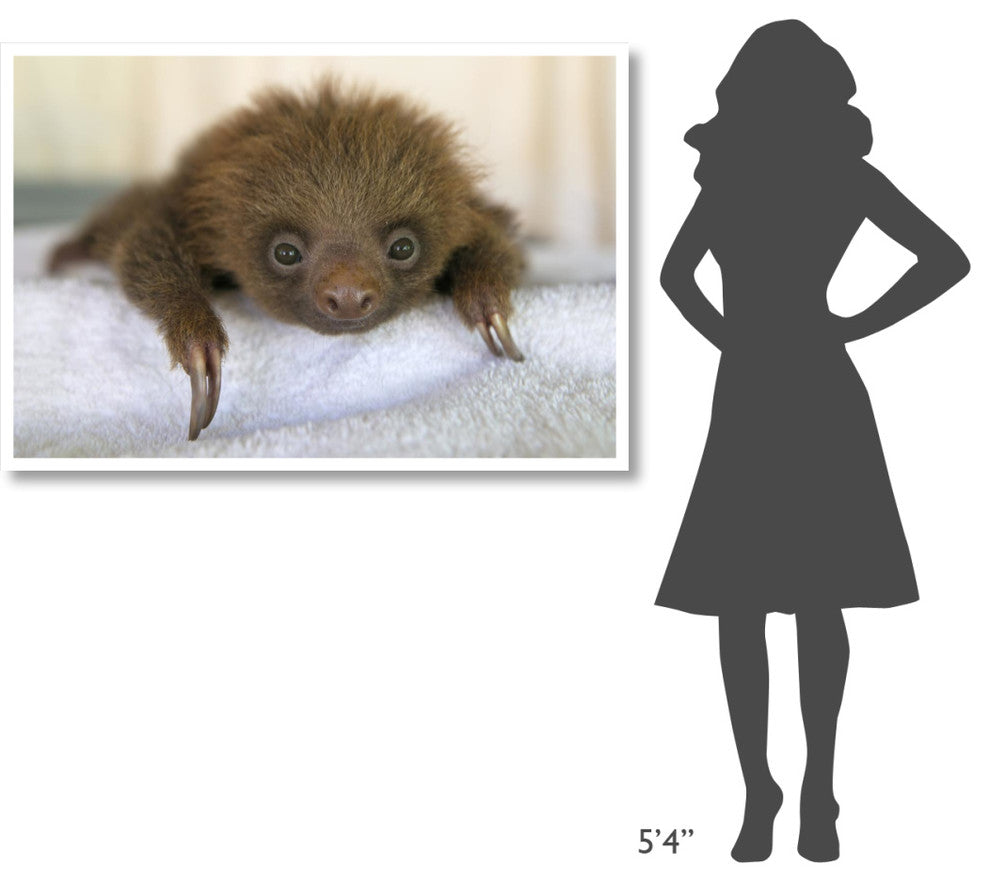 "Hoffmann's 2-toed Sloth baby, Aviarios Sloth Sanctuary" Paper Art, 50"x34"