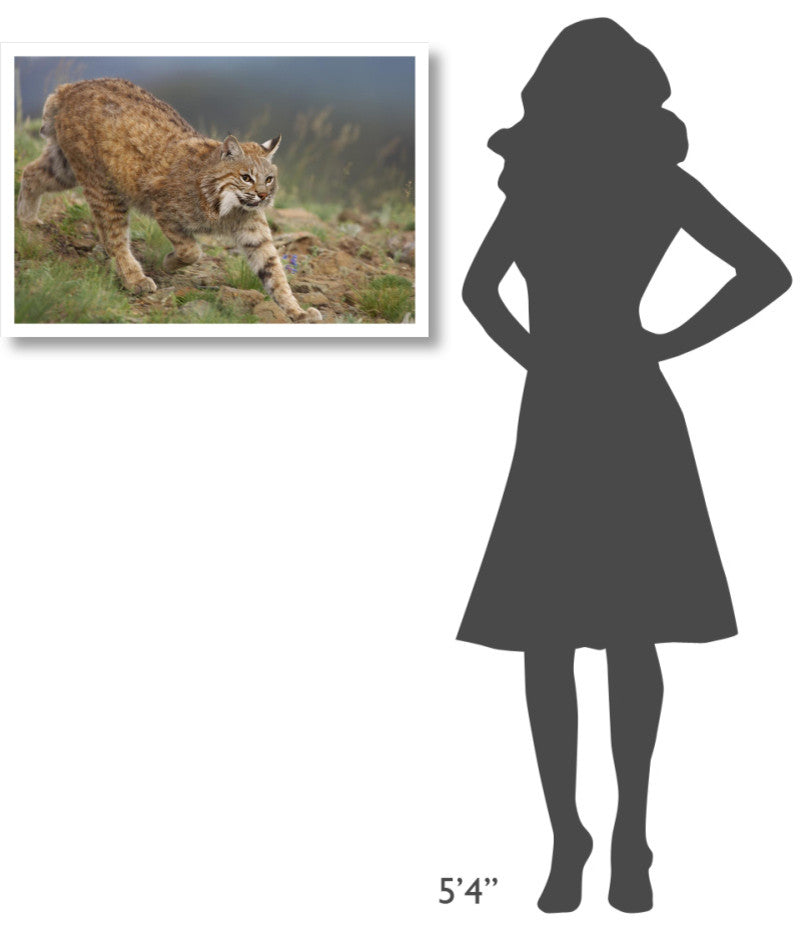 "Bobcat stalking, North America" Digital Paper Print by Tim Fitzharris, 32"x22"