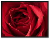 Red Rose Flower Print on Canvas with Picture Frame, 28"x37"