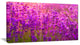 Bright Purple Lavender Field Tihany, Floral Canvas Art Print, 32"x16"