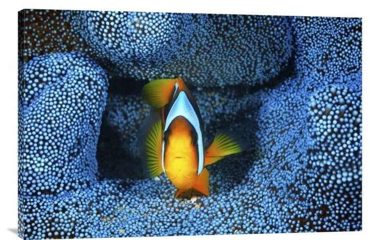 "Clownfish In Blue Anemone" Canvas Giclee by Barathieu Gabriel, 30"x20"