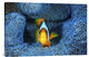 "Clownfish In Blue Anemone" Canvas Giclee by Barathieu Gabriel, 30"x20"
