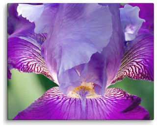Glowing Iris Floral Nature Photography Canvas Wall Art Print, 16" X 20"