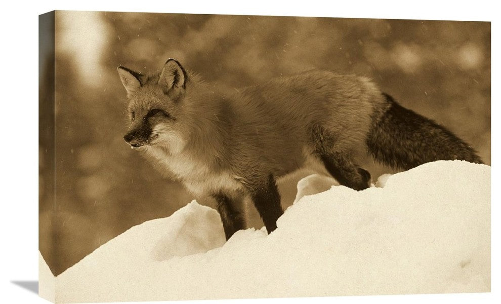 "Red Fox Standing At The Top Of A Snow Bank, Montana - Sepia" Artwork, 24" x 16"