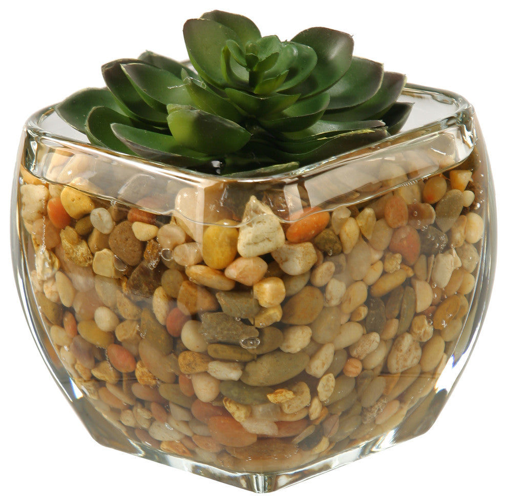 Small Echeveria in Glass Cube