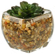 Small Echeveria in Glass Cube