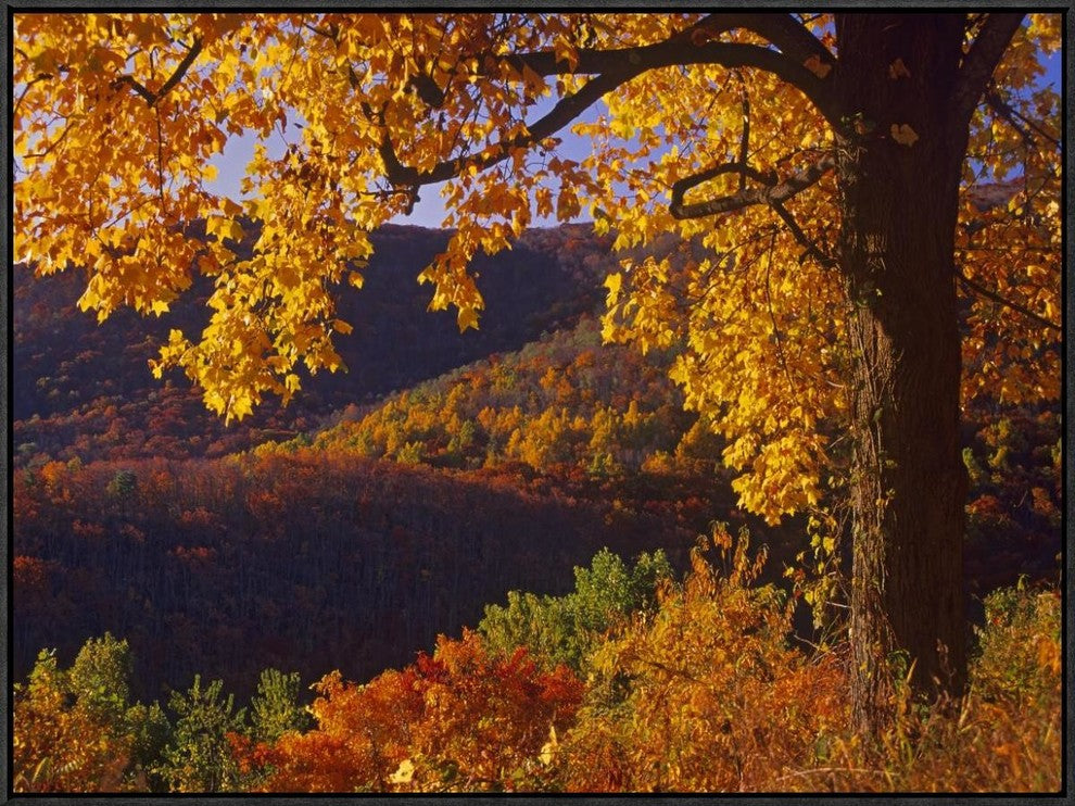 Autumn Deciduous Forest, Shenandoah National Park, Virginia, 32"x24"