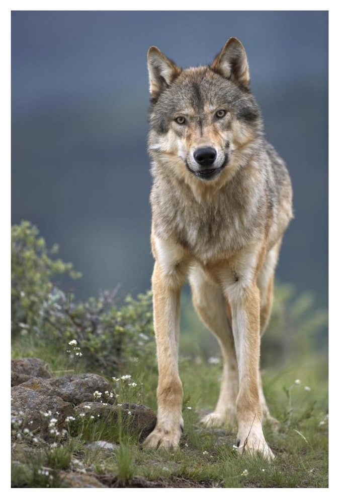 "Gray Wolf North America" Digital Paper Print by Tim Fitzharris, 34"x50"