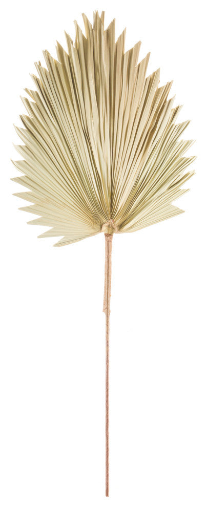 Fan Palm Leaf, 6-Piece Set