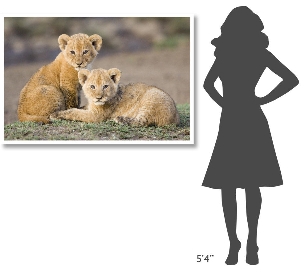 "African Lion cubs, vulnerable, Masai Mara National Reserve" Paper Art, 50"x34"