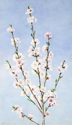 John William Hill Peach Blossoms, 18"x27" Wall Decal Print