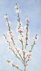 John William Hill Peach Blossoms, 18"x27" Wall Decal Print