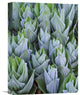 "False Hellebore With Frost, Gothic, Colorado" Artwork, 12" x 16"