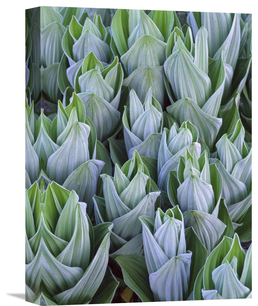 "False Hellebore With Frost, Gothic, Colorado" Artwork, 12" x 16"