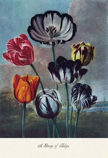 A Group of Tulips - Fine Art Giclee Print 24" x 36"