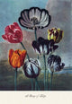 A Group of Tulips - Fine Art Giclee Print 24" x 36"