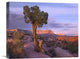 "Single-Leaf Pinyon Pine, Grand Canyon National Park, Arizona" Artwork