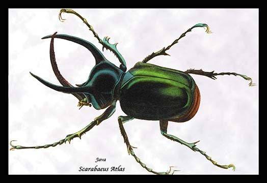 Beetle: Scarabaeus Atlas of Java #1- Paper Poster 20" x 30"