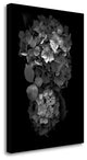 "Floral B - W - 29" By Alan Blaustein, Giclee Print on Gallery Wrap Canvas